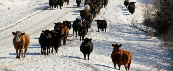 Cattle Drive 1