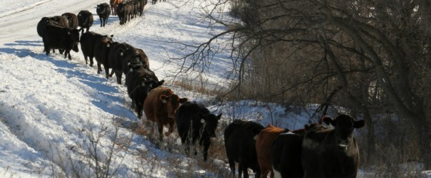 Cattle Drive 3